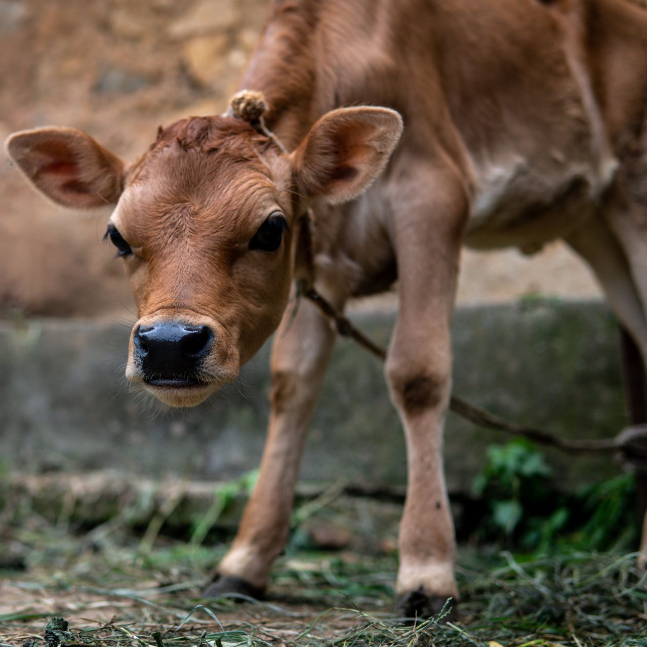 Is leather sustainable?